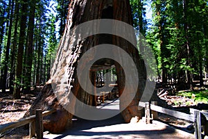 Mariposa Grove, Yosemite National Park photo