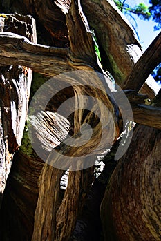 Mariposa Grove, Yosemite National Park photo