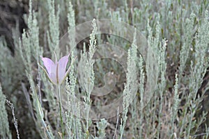 Mariposa lily photo