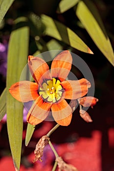 Mariposa lily flower