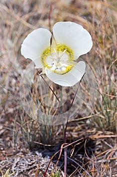 Mariposa Lily photo