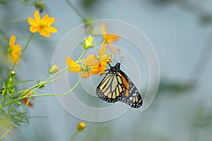 Mariposa monarca del sur Danaus erippus photo