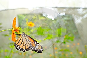 Mariposa monarca del sur Danaus erippus photo