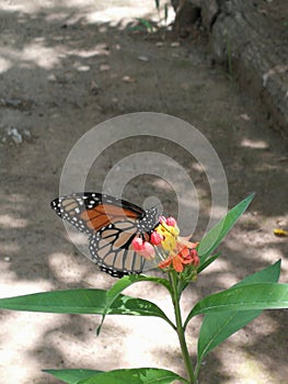 Mariposa monarca photo