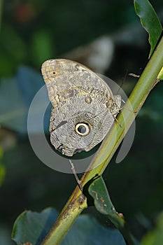 Mariposa ojo de buho CÃÂ¡ligo Eurilochus photo