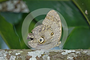 Mariposa ojo de buho CÃÂ¡ligo Eurilochus photo