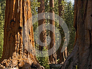 Mariposa sequoias photo