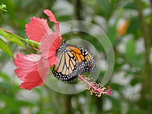 Mariposa silvestre dominicana conocida tambien como gallito photo