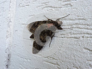 Mariposa, wing details and white background