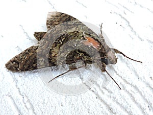 Mariposa, wing details and white background