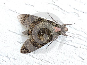 Mariposa, wing details and white background photo