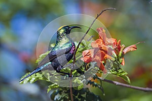 Mariqua Sunbird in Kruger National park, South Africa