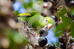 Maritaca, Brazilian bird eating jaboticaba or jaboticaba. selective focus photo
