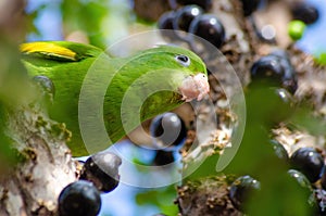 Maritaca, Brazilian bird eating jaboticaba or jaboticaba. selective focus photo