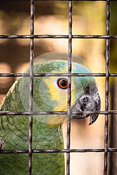Maritaca, Brazilian bird of the parrot species. bird trapped in a large cage, smuggling and illegal sale of wild animals photo