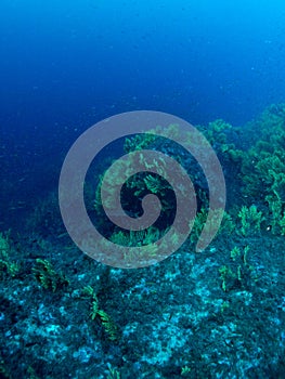 Il mare inferiore la roccia corallo 