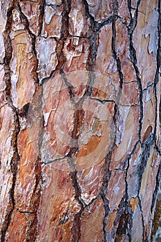 Maritime Pine Bark