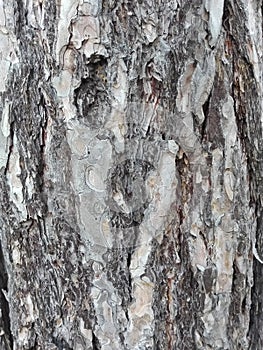 Maritime pine bark used as background texture - Pinus pinaster
