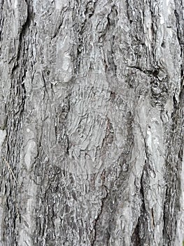 Maritime pine bark used as background texture