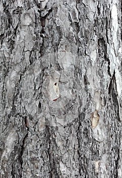 Maritime pine bark used as background texture