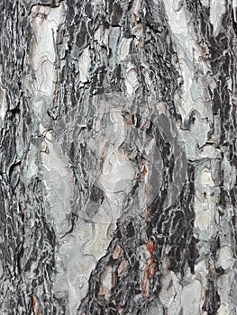 Maritime pine bark used as background texture