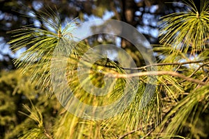 Maritime pine branch at sunset seen up close