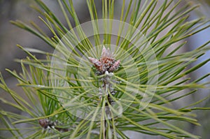 maritime pine. Green pine cones pinus pinaster macro