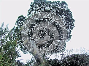 Maritime pine in Italy