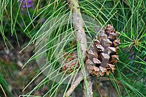 Maritime pine leaves and cone (Pinus pinaster)