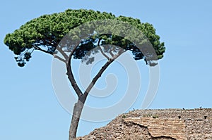 Maritime pine near an ancient roman wall