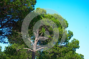 Maritime Pine Pinus pinaster along the coast in Lisbon Portugal