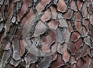 Maritime Pine, Pinus pinaster trunk symbol. Texture made of maritime pine tree bark. Beautiful Maritime Pine, Pinus pinaster trunk