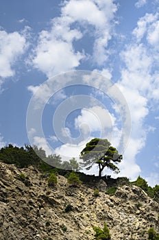 Maritime pine on top of a cliff near the trunk there is a ladder resting on it, the blue sky is cloudy