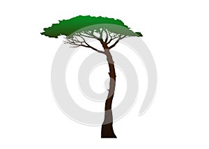 Maritime Pine tree, Pinus Pinaster mediterranean plant, green vector isolated on white background