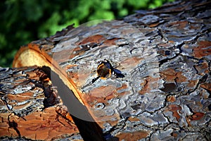 Maritime pine trunk cut with a camoufled  butterfly on the sun lighted bark