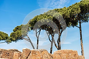 Maritime Pines and Ancient Roman Ruins in Ostia Antica Rome Italy