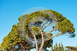 Maritime Pines on Clear Blue Sky - Mediterranean Region Italy