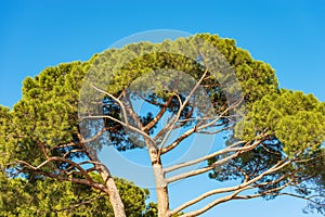 Maritime Pines on Clear Blue Sky - Mediterranean Region Italy