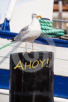 Maritime Sea Bird Scene with Greeting Text