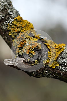 Maritime sunburst lichen, Xanthoria parietina on a branch of a tree