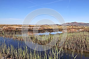 Natural landscape of a small wetland photo