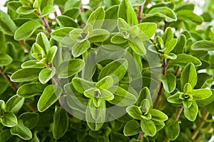 Marjoram