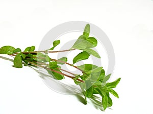 Marjoram