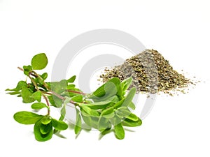 Marjoram