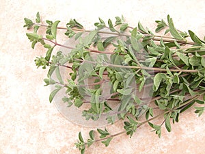 Marjoram