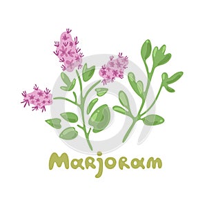 Marjoram. Aromatic garden herb for cooking meats, stews, omelets, poultry, soups. Clip art illustrations of herbs and