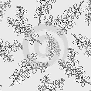 Marjoram branch with leaf seamless pattern