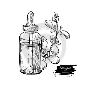 Marjoram essential oil bottle and marjoram leaves hand drawn vector illustration. Isolated plant drawing for
