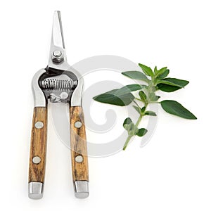 Marjoram Herb and Secateurs photo