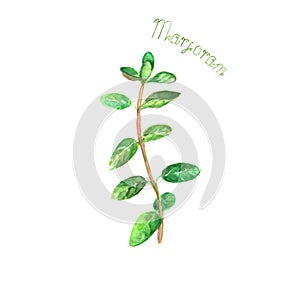 Marjoram herb spice isolated on white background